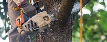 Leaf Removal in Wolf Trap, VA