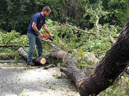 Best Arborist Consultation Services  in Wolf Trap, VA